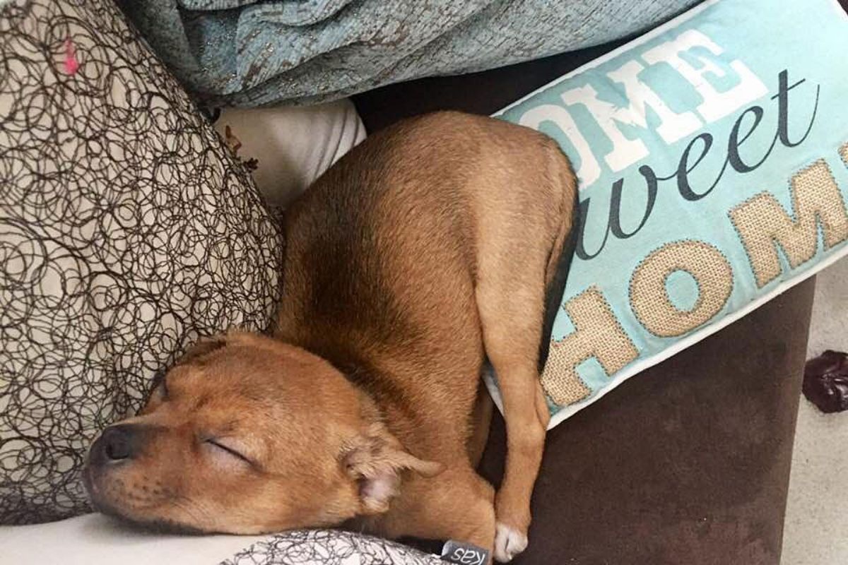 brown puppy sleeping with the butt on a blue home sweet home cushion and the head tilted at a 90 degree angle
