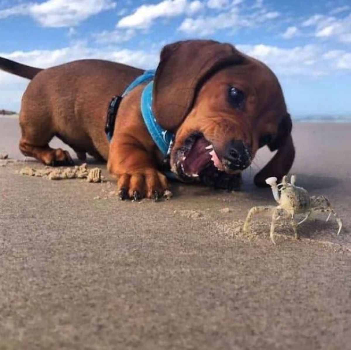 brown puppy wearing a blue harness on a beach snarling at a tiny white crab