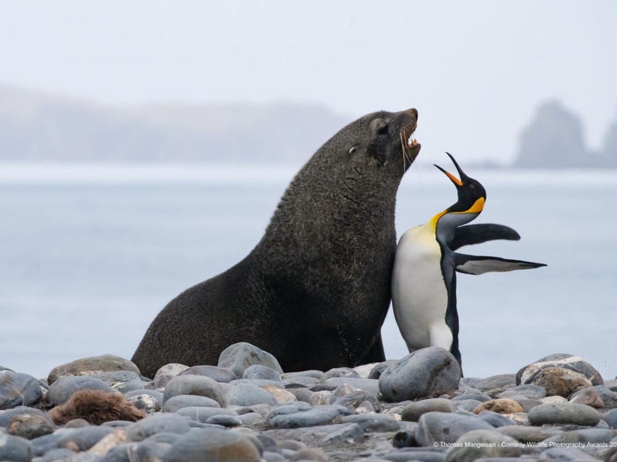 brown sea lion and black white yellow and orange penguin bumping their chests together on rocks near the ocean