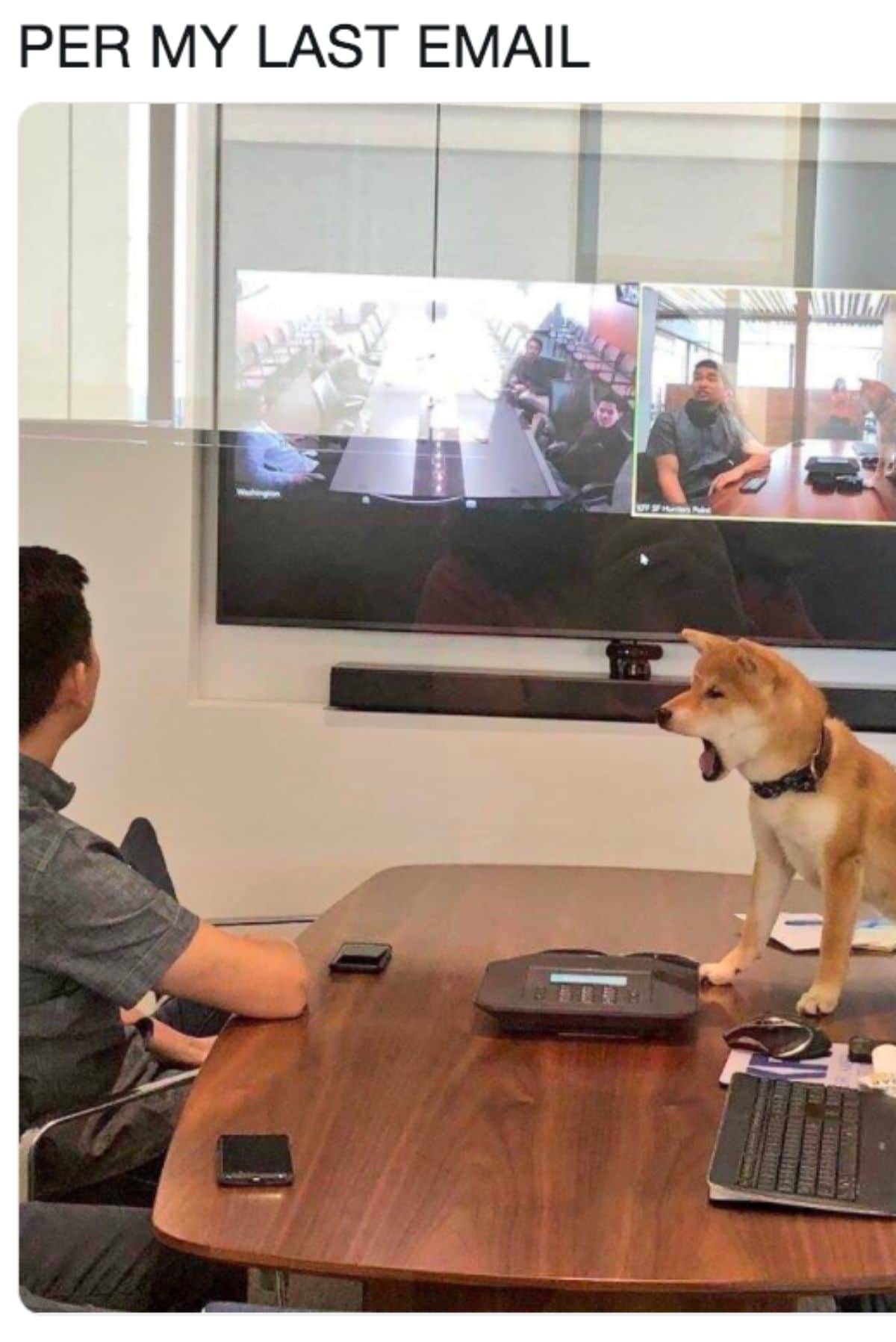 brown shiba inu on a brown table screaming at a man seated in a chair in front of a large television screen
