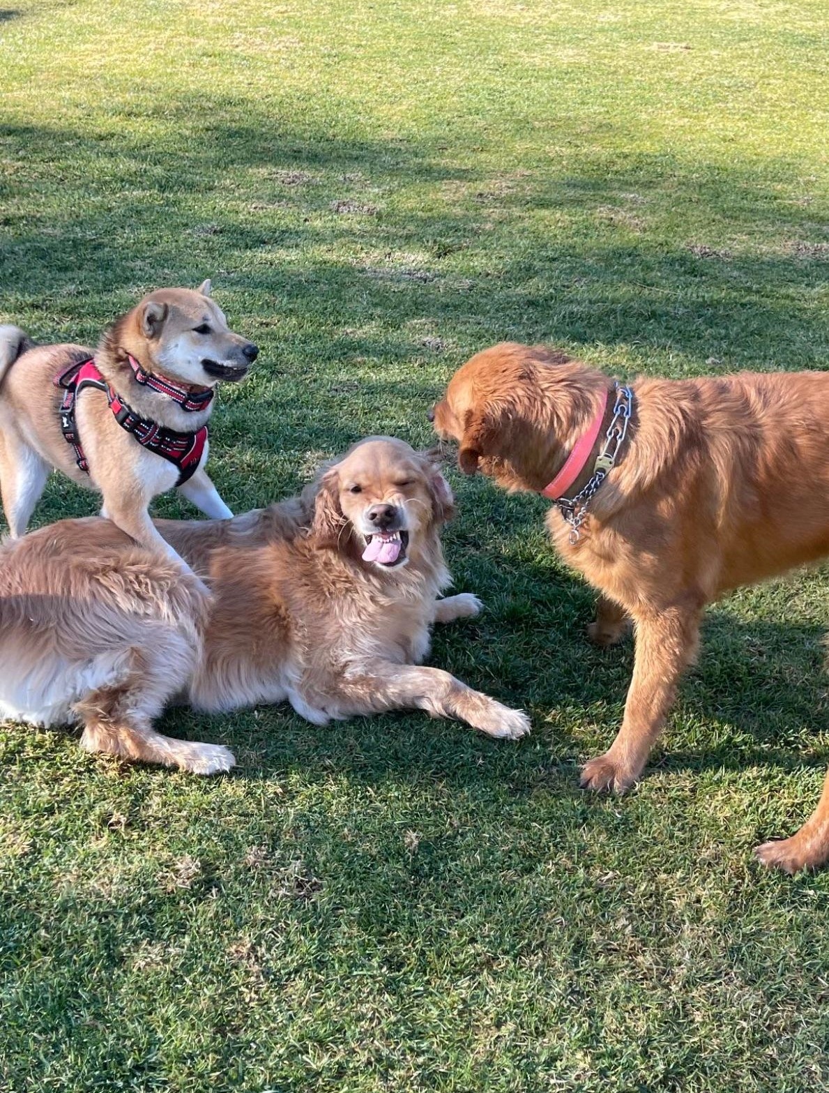 brown shiba inu standing next to a golden retriever laying on grass with the tongue sticking out in a growl and another golden retriever standing next to them