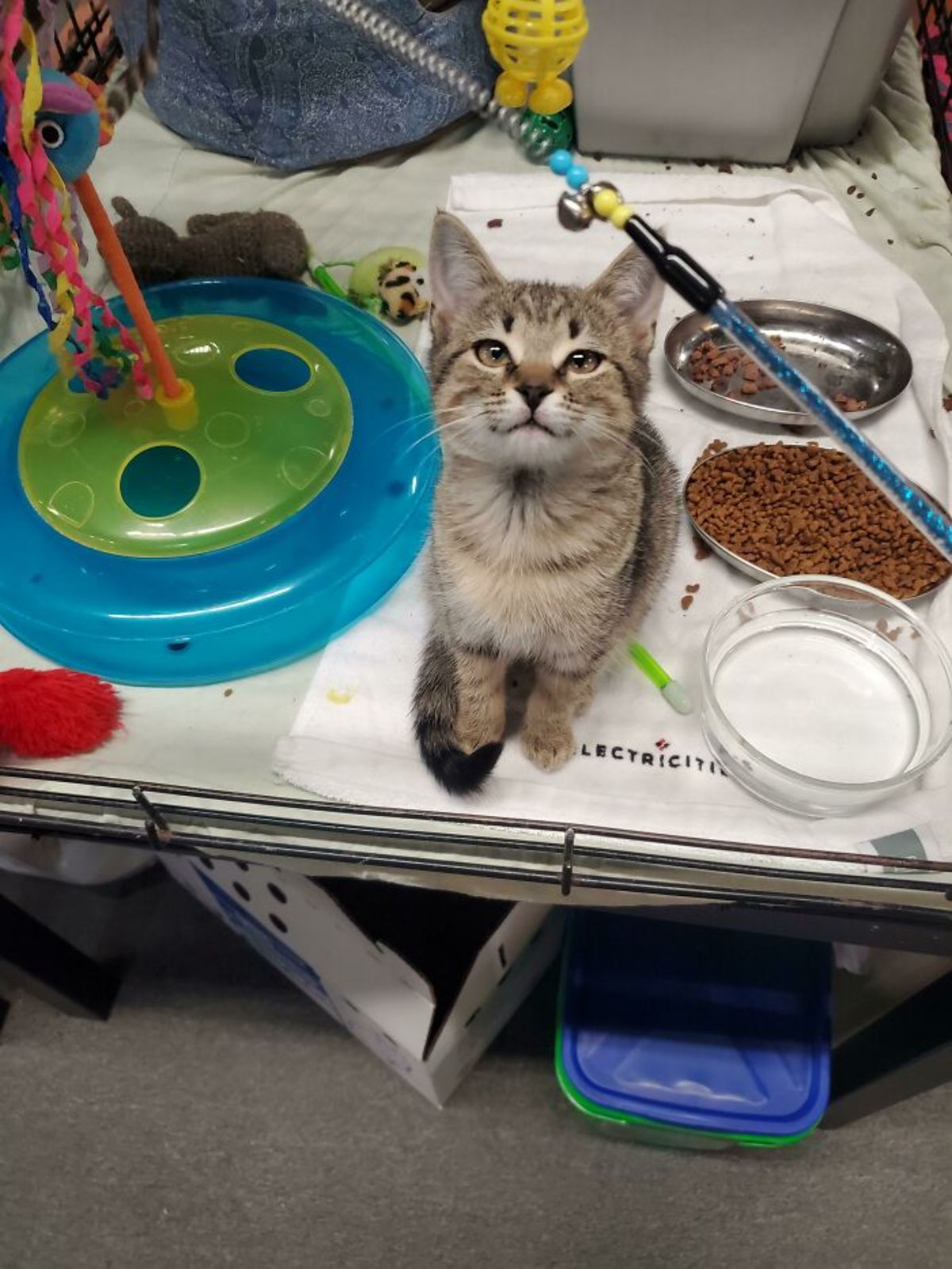 brown tabby kitten sitting on a white towel next to food and water bowls and a lot of cat toys on a table