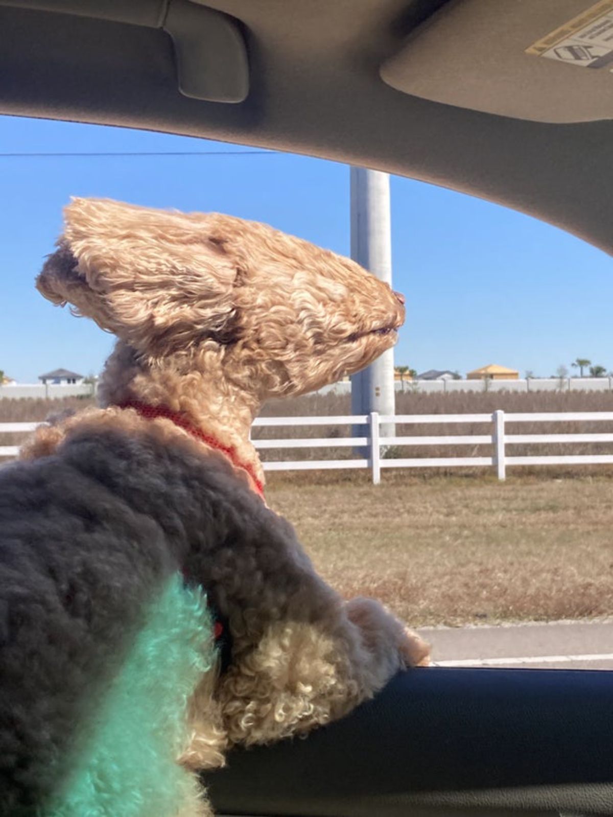 brown terrier leaning out of a car window with the wind blowing the fur back