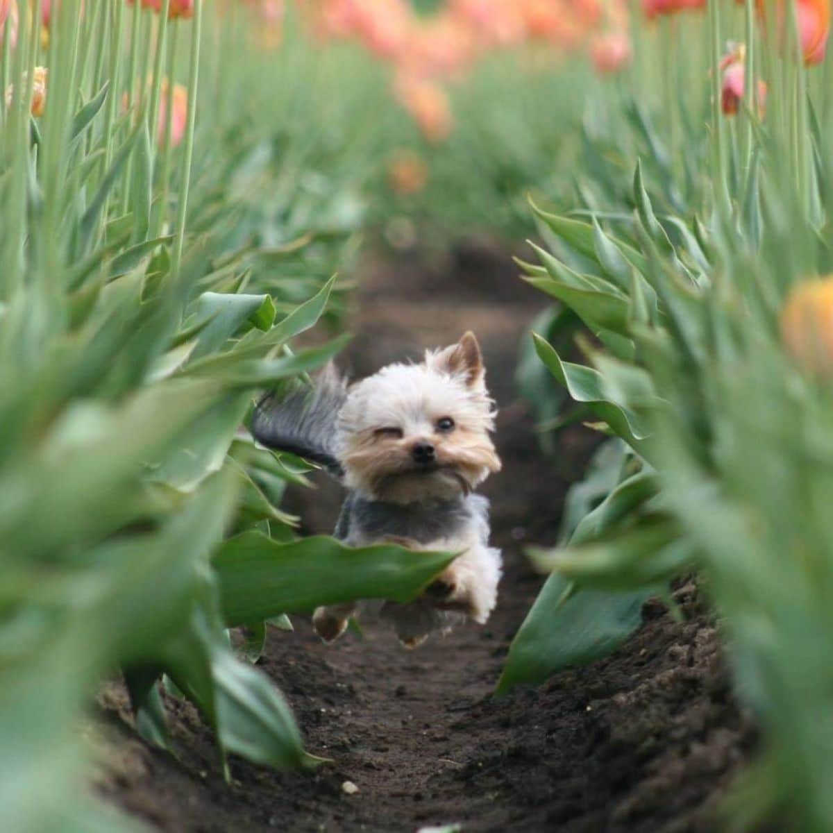 brown white and black yorkshire terrier caught running mid-air on a little path between plants