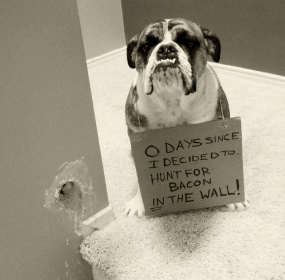 bulldog sitting on the floor next to a wall with a hole in it with a note saying "0 days since I decided to hunt for bacon in the wall"