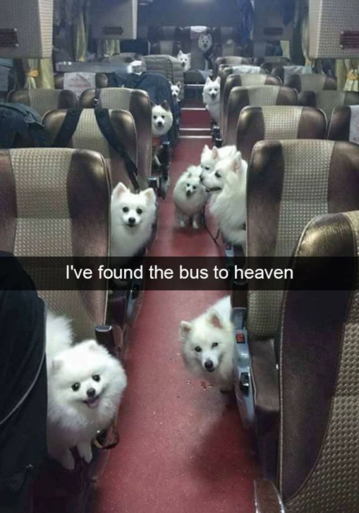 bus with brown seats filled with fluffy white dogs with a caption saying I've found the bus to heaven
