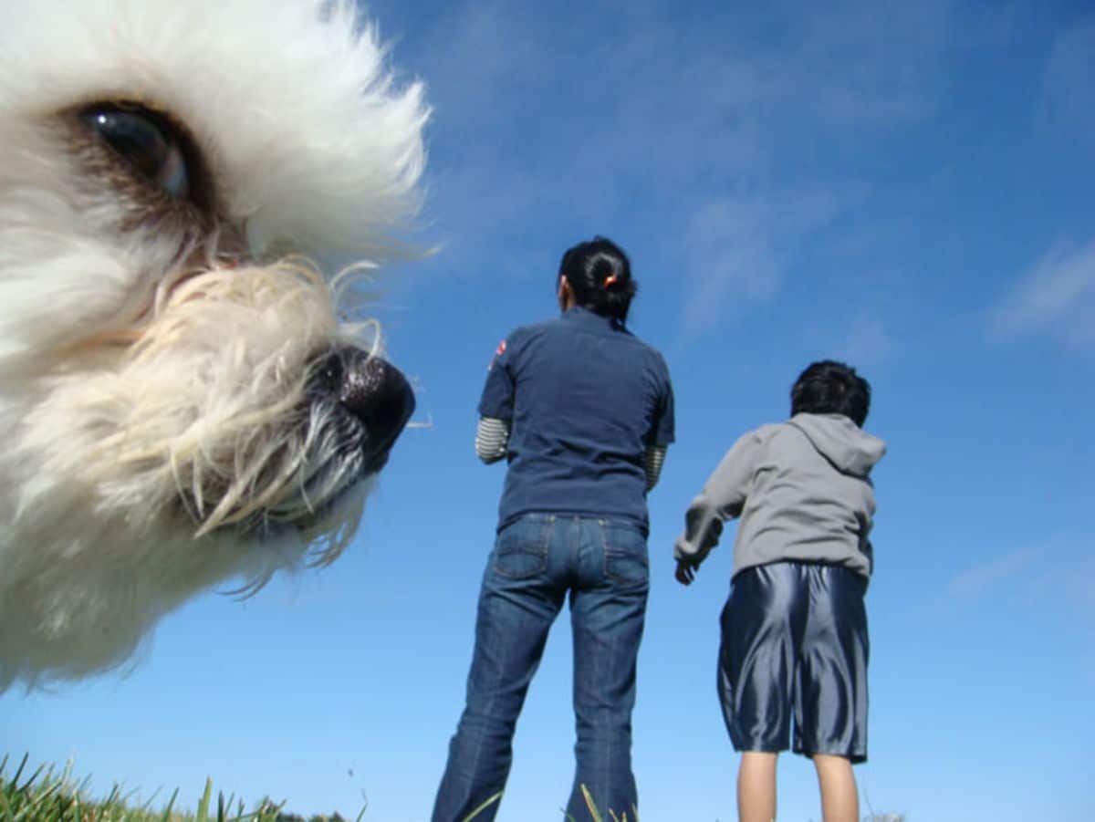 close up of a fluffy white dog with 2 people standing further away looking in the direction of the dog