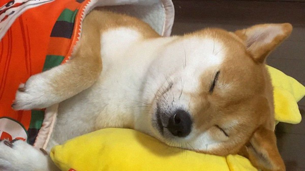 close up of brown and white shiba inu sleeping with head on yellow pillow with bunny ears and inside a blanket with print of potato chips