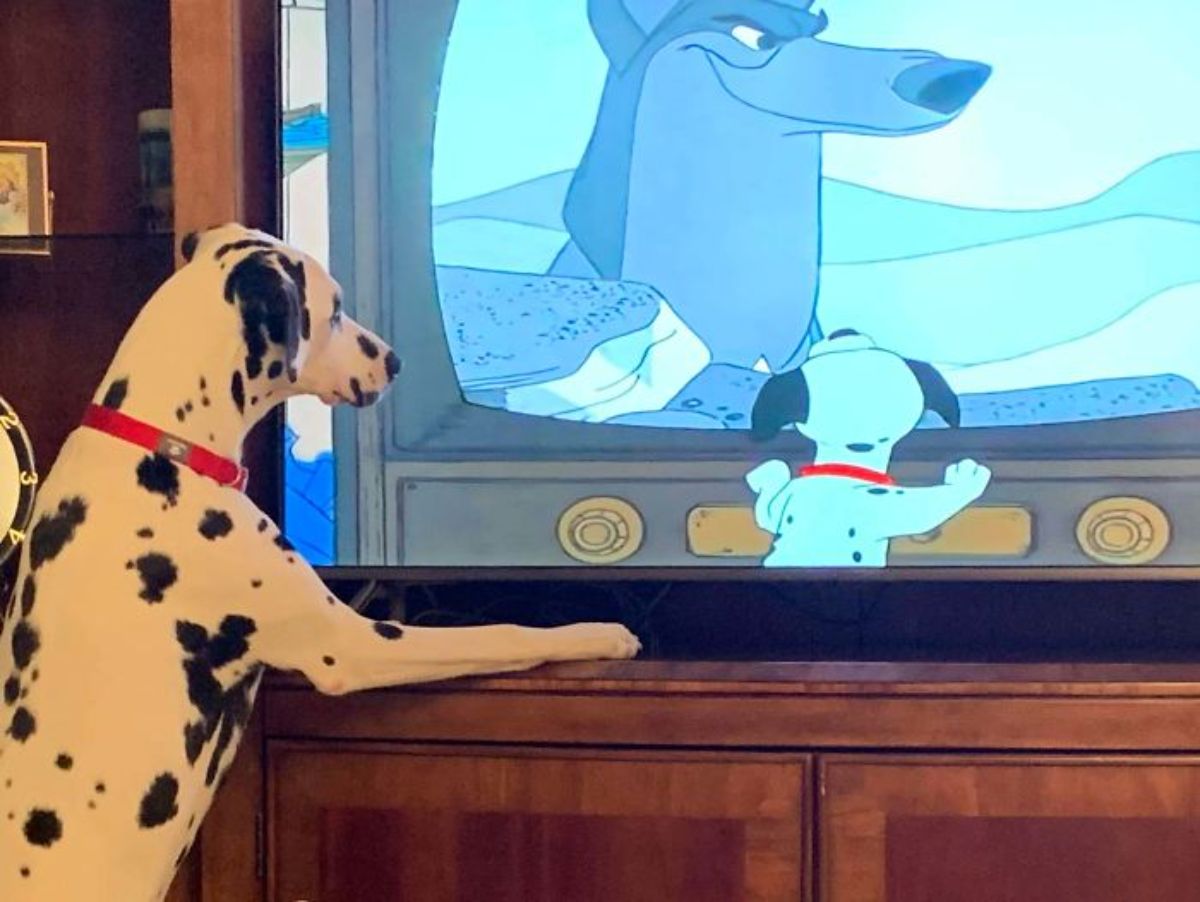 dalmation standing on hind legs with paws on the tv table watching a cartoon of a dalmation puppy in the same pose watching a dog on tv