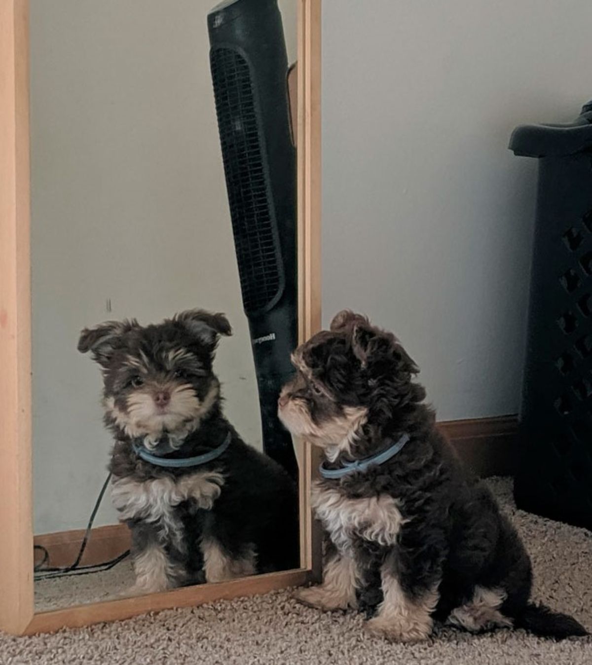 dark and light brown fluffy dog sitting on the floor and staring into its reflection on the mirror