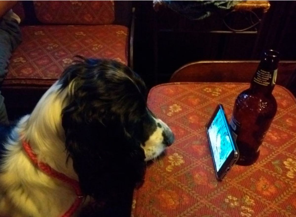 fluffy black and white dog watching a video on a phone placed on a red chair