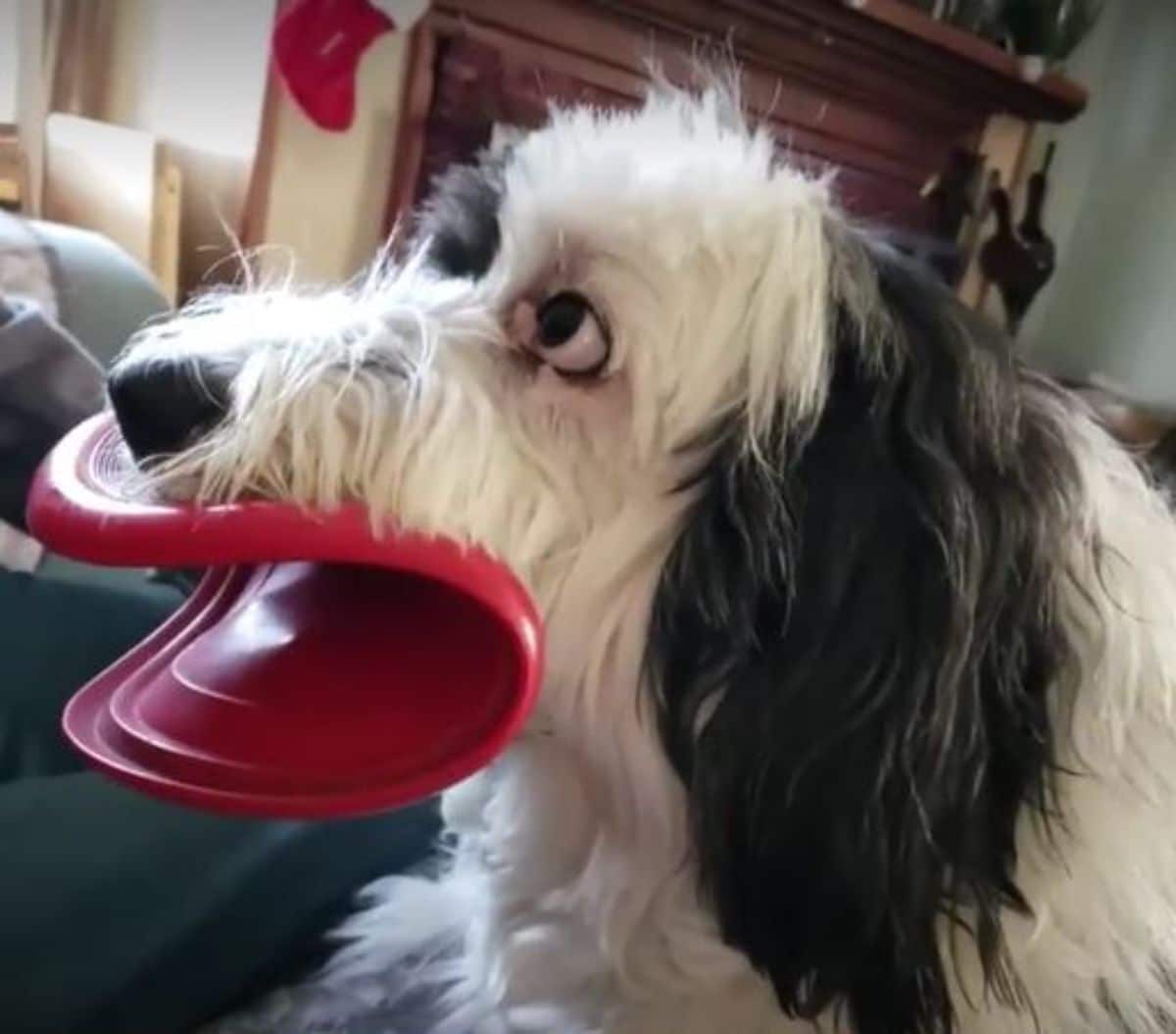 fluffy black and white holding a red frisbee in its mouth by folding it in half