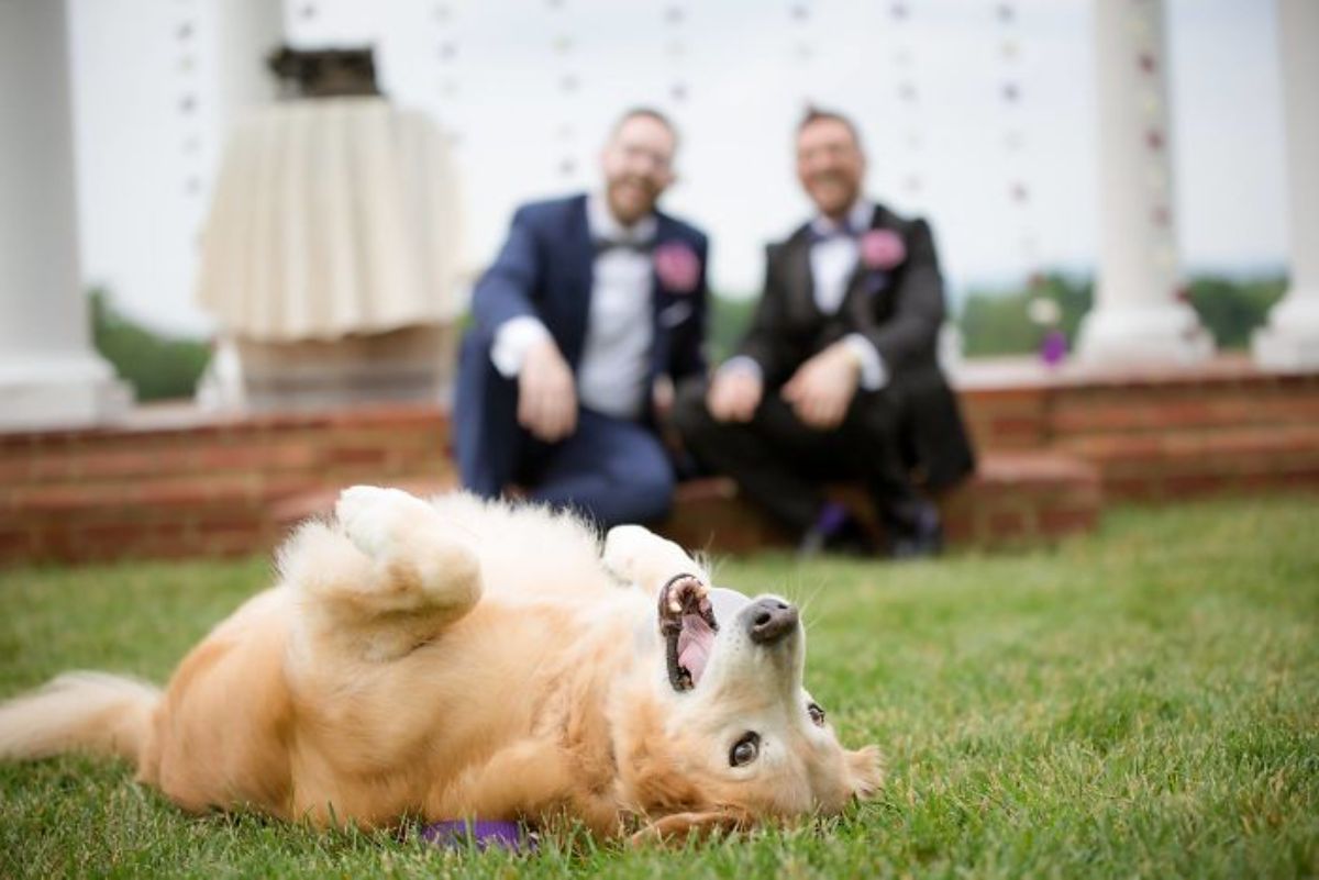 fluffy brown and white corgi laying belly up on grass with 2 grooms sitting on a stair behind it