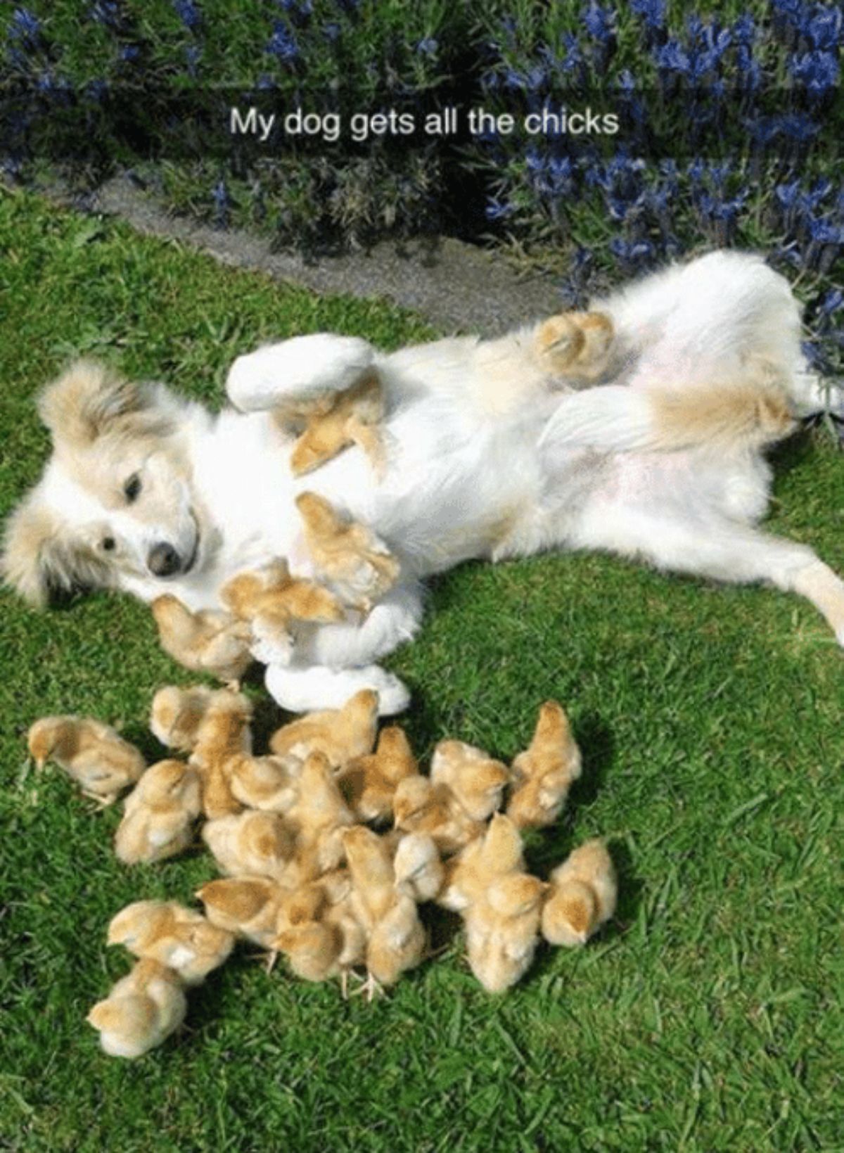 fluffy brown and white dog laying belly up on grass surrounded by yellow chicks