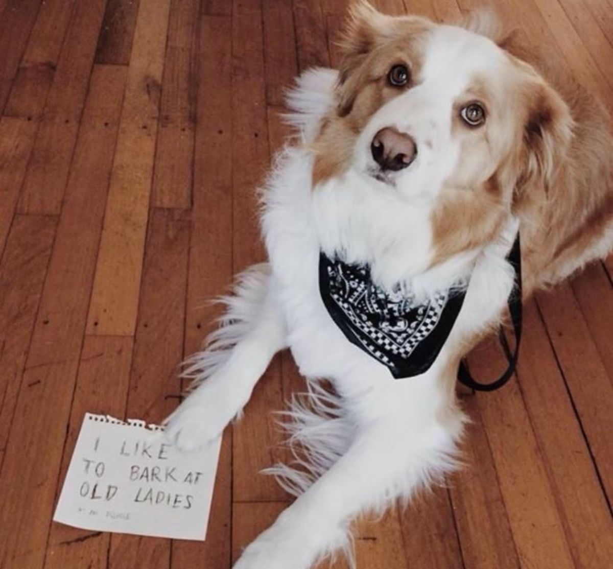 fluffy brown and white dog laying floor with black and white bandana and a note saying i like to bark at old ladies