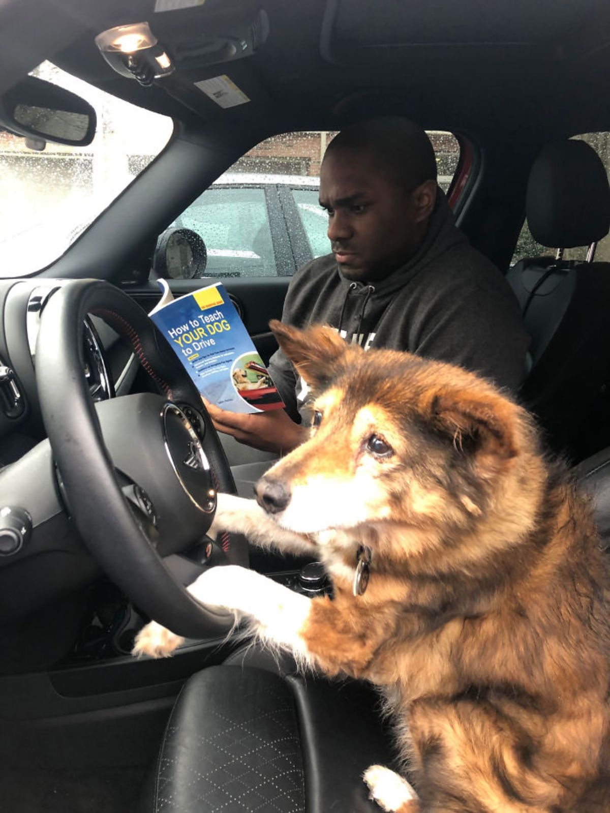 fluffy brown and white dog sitting at a steering wheel next to a man holding a book called How to Teach YOUR DOG to Drive