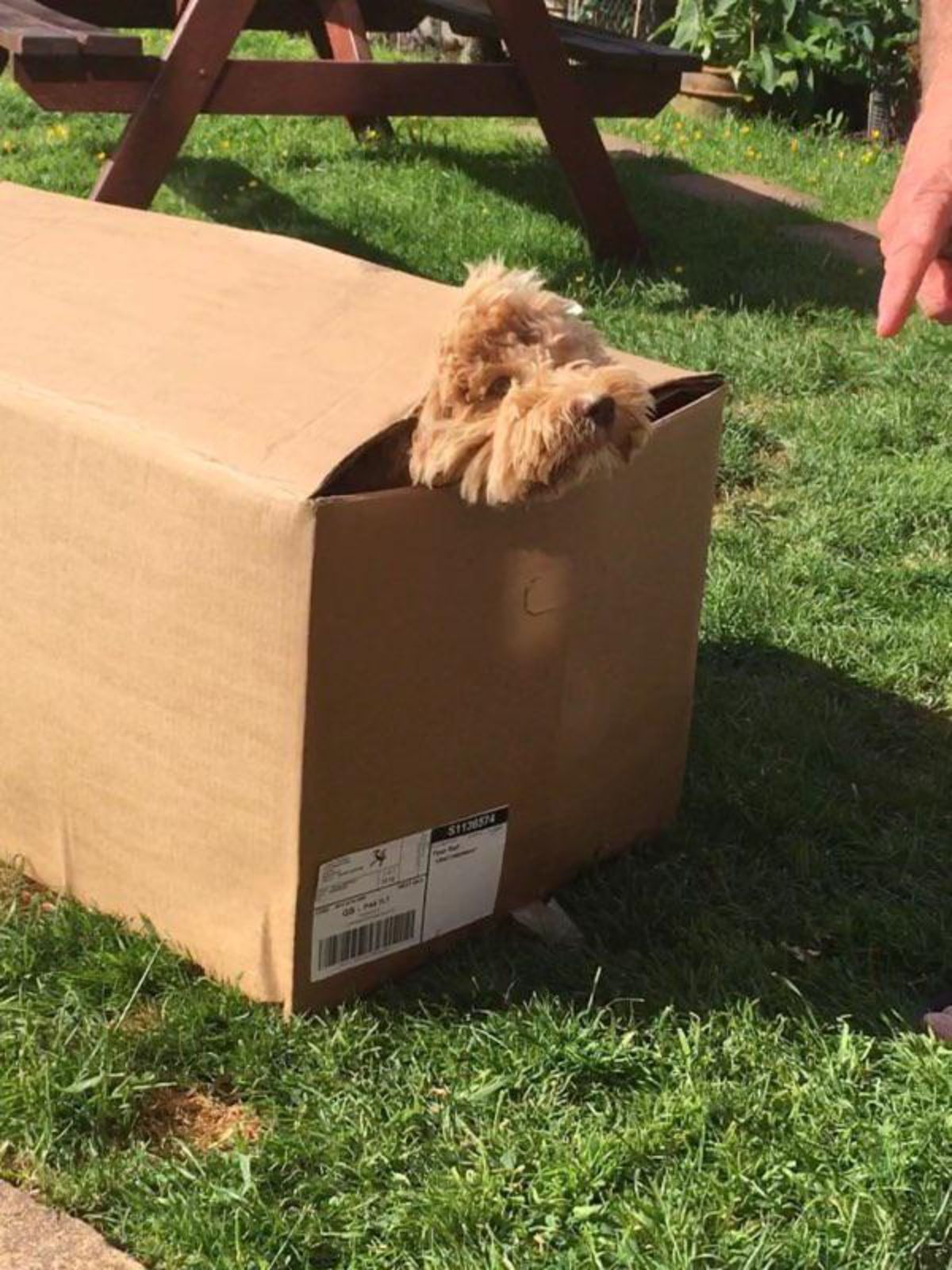 fluffy brown dog inside a brown cardboard box with only the head showing