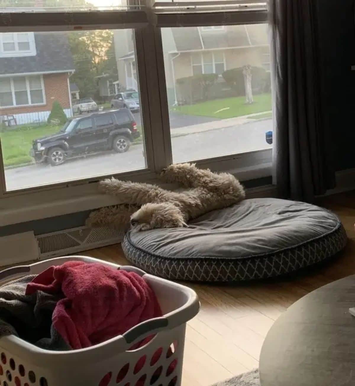 fluffy brown dog laying on a grey dog bed with the legs placed on a white windowsill