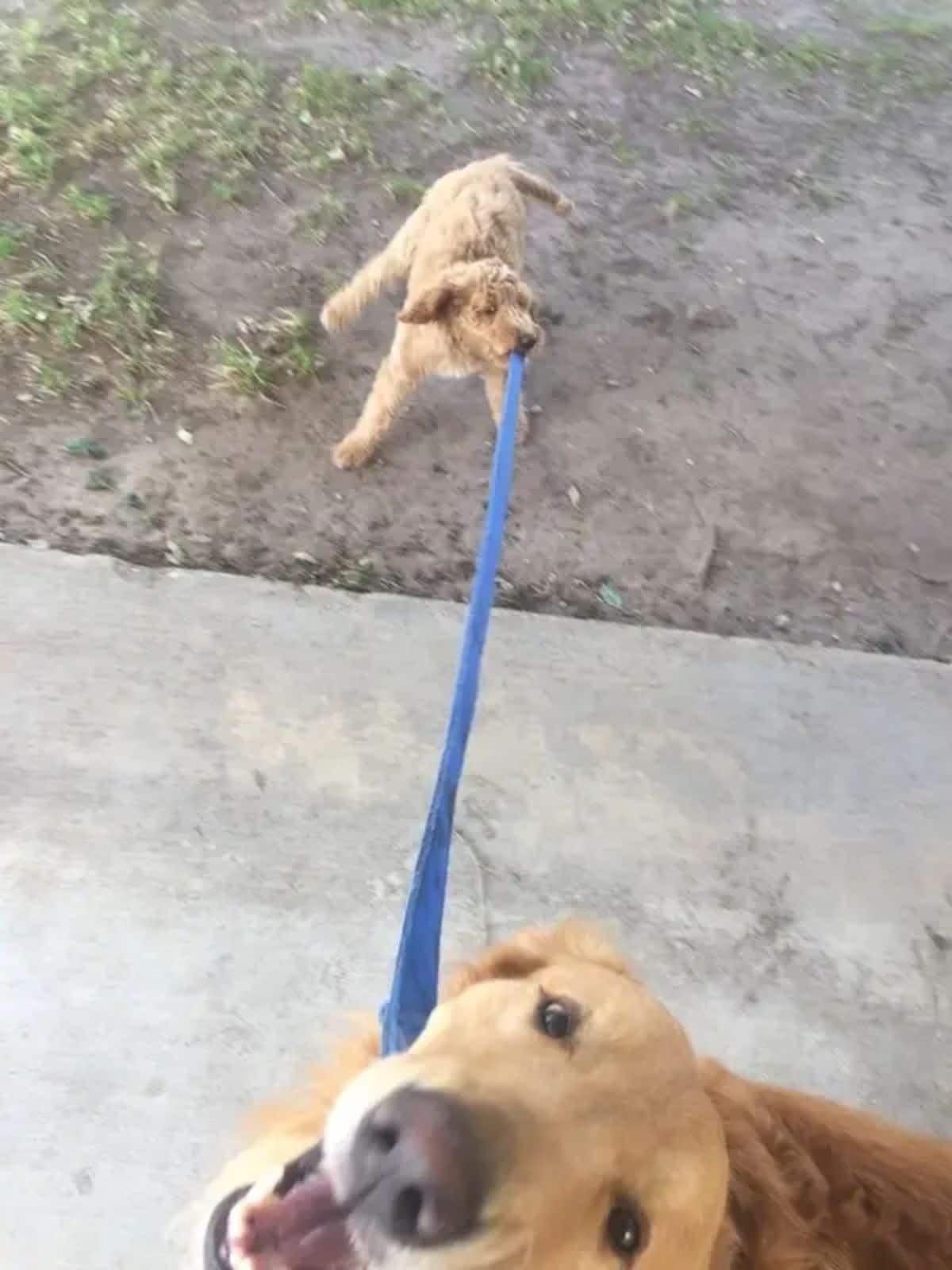 fluffy brown dog pulling on the blue leash on a golden retriever