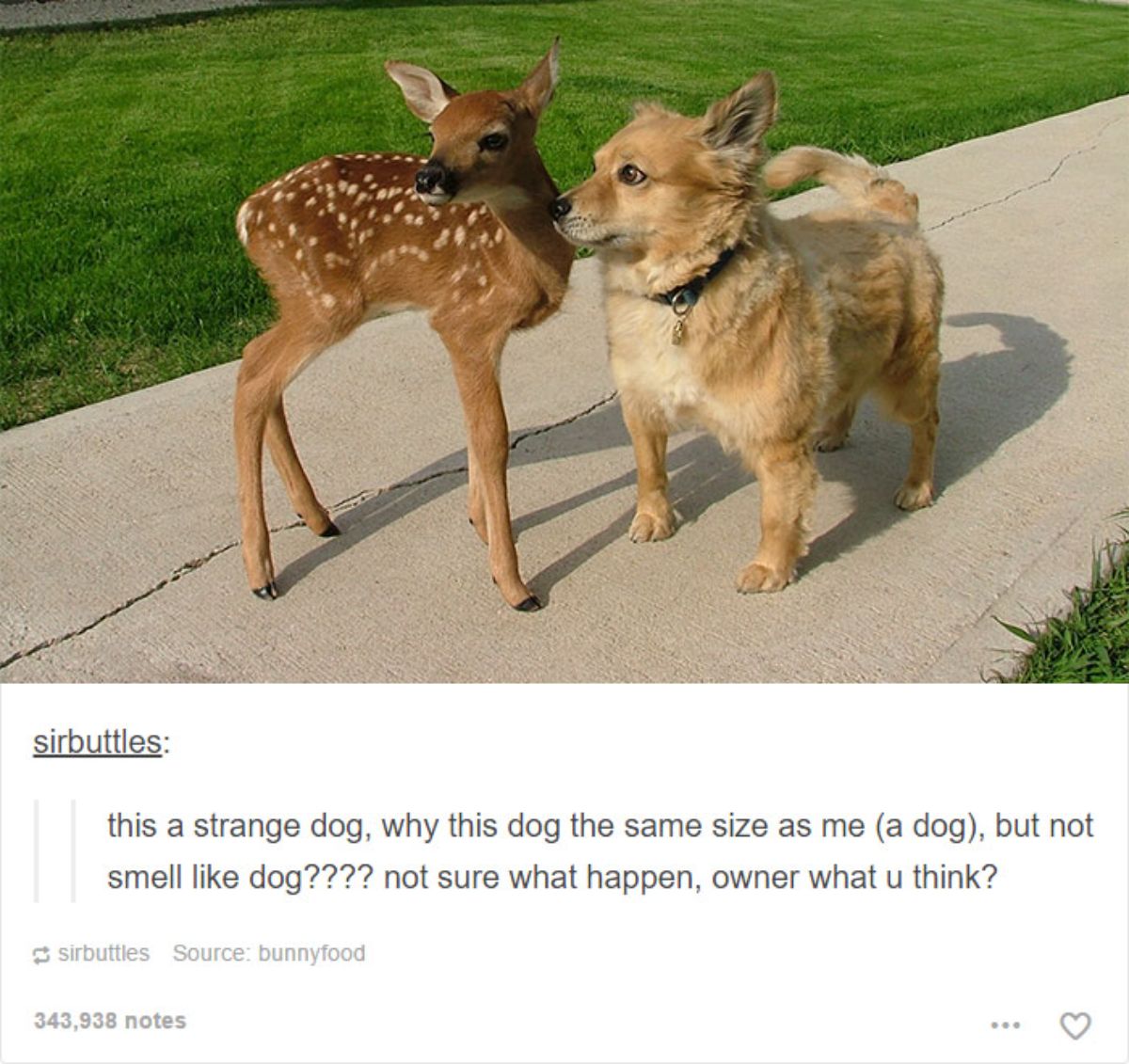 fluffy brown dog standing next to a brown baby deer