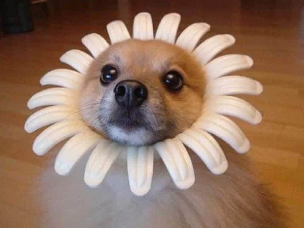 fluffy brown puppy wearing a white flower cone around the face