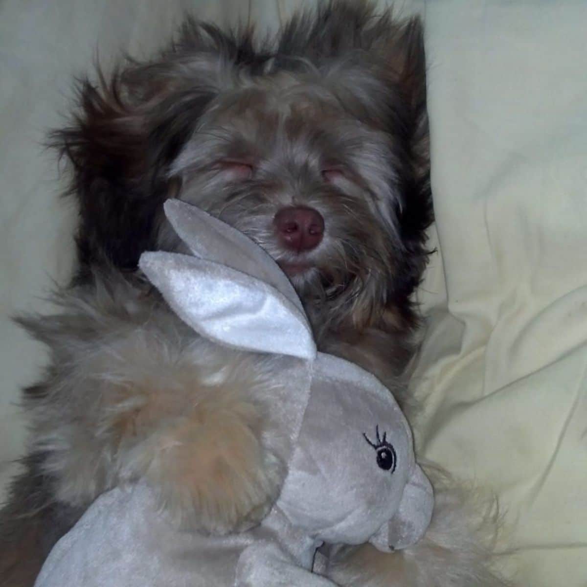 fluffy grey and black dog sleeping on white bed hugging a grey rabbit stuffed toy