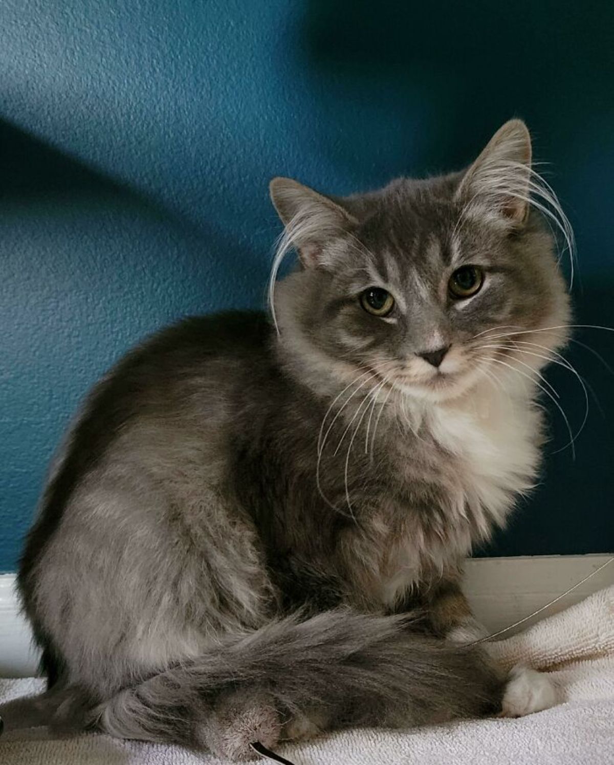 fluffy grey cat with white chest sitting on a white towel