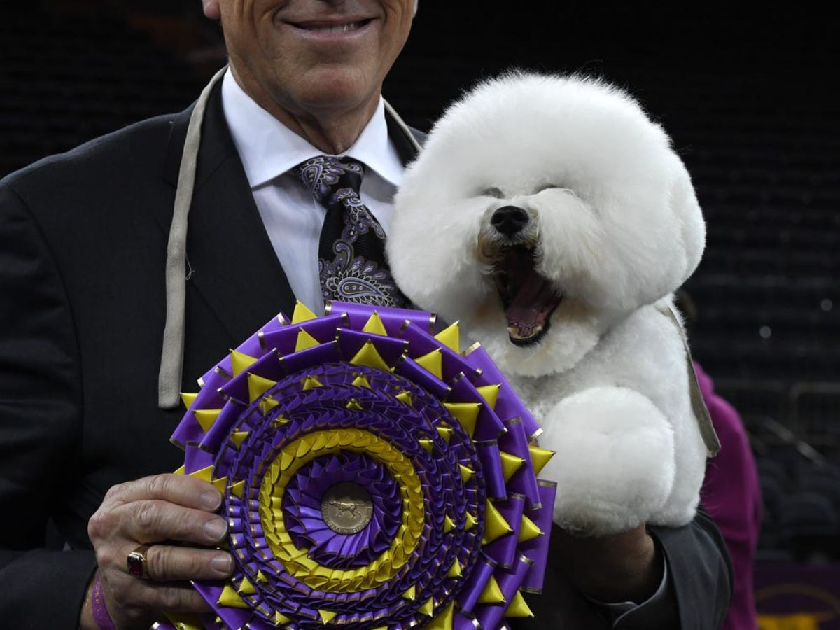 fluffy white bichon frise with mouth wide open being held by someone holding a purple and gold ribbon award in front of them