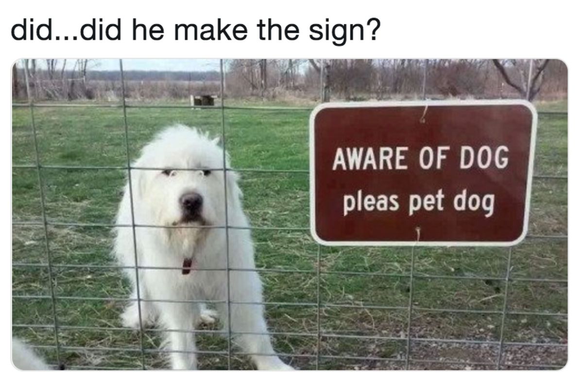 fluffy white dog behind a fence with a sign saying aware of dog pleas pet dog with caption saying did...did he make the sign