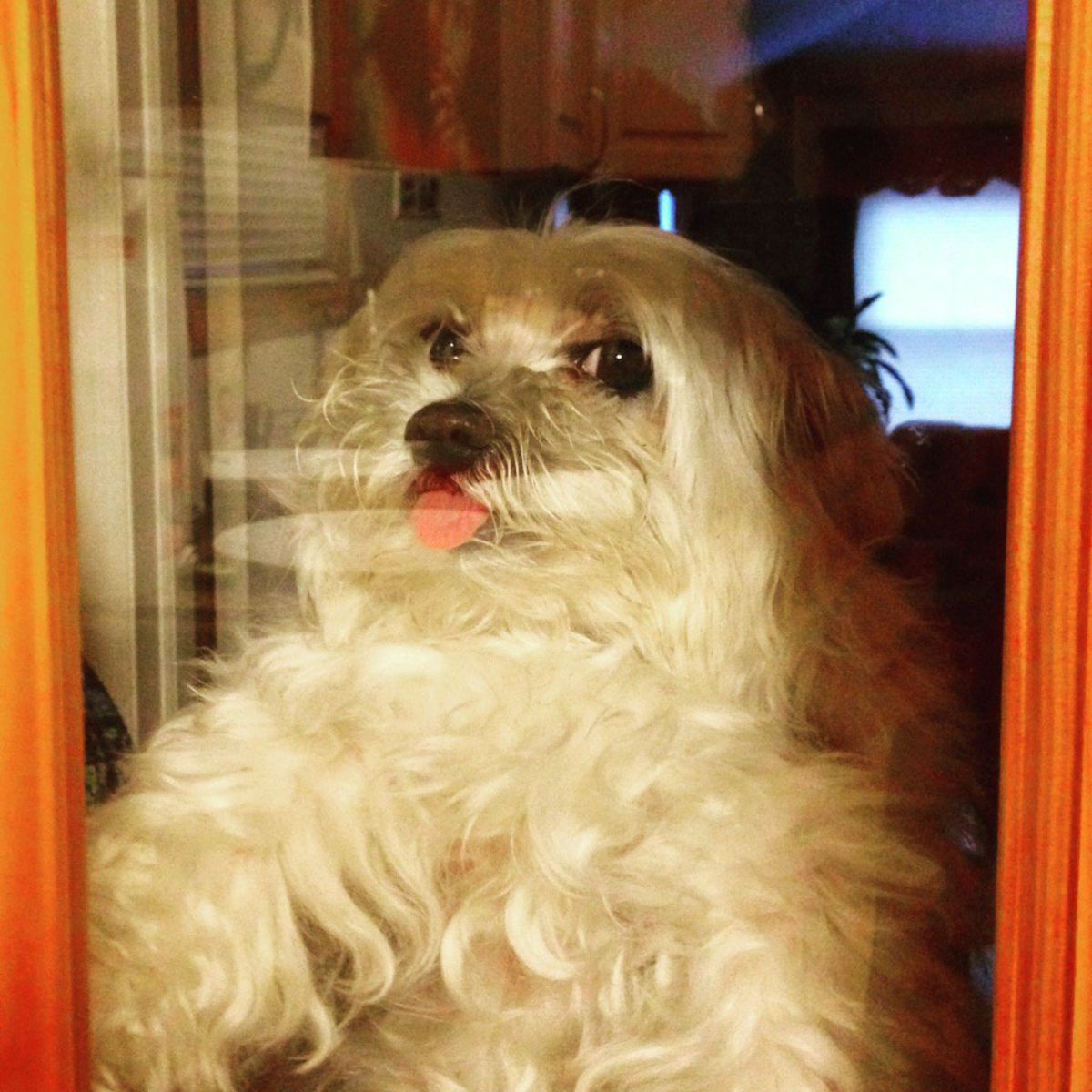 fluffy white dog behind a glass door with the tongue sticking out giving side eye