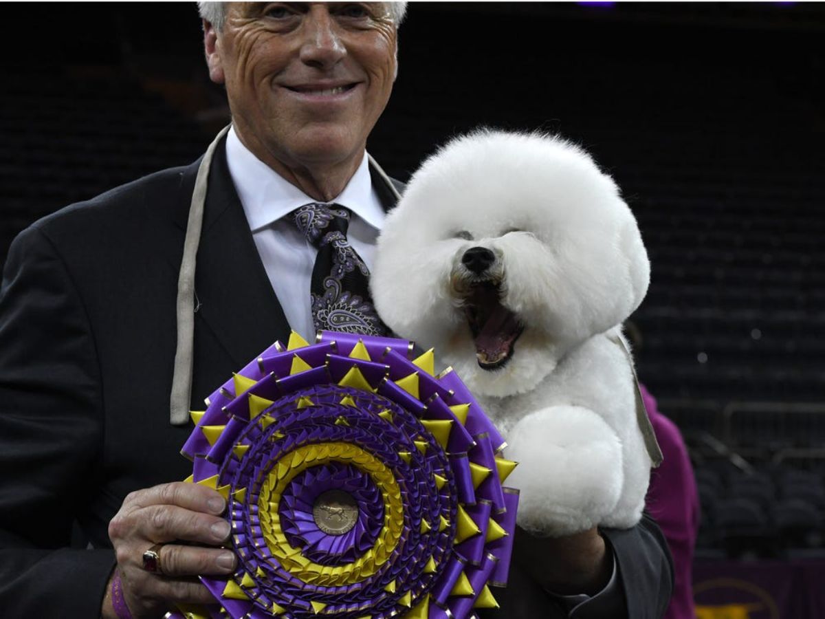 fluffy white dog being held by a man holding up a round purple and gold ribbon award