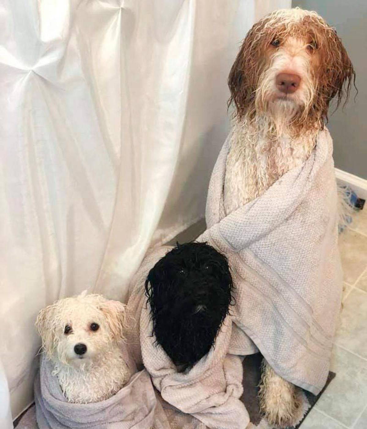 fluffy white dog, fluffy black dog, fluffy brown and white dog all wet wrapped in white towels sitting in a bathroom next to a white shower curtain