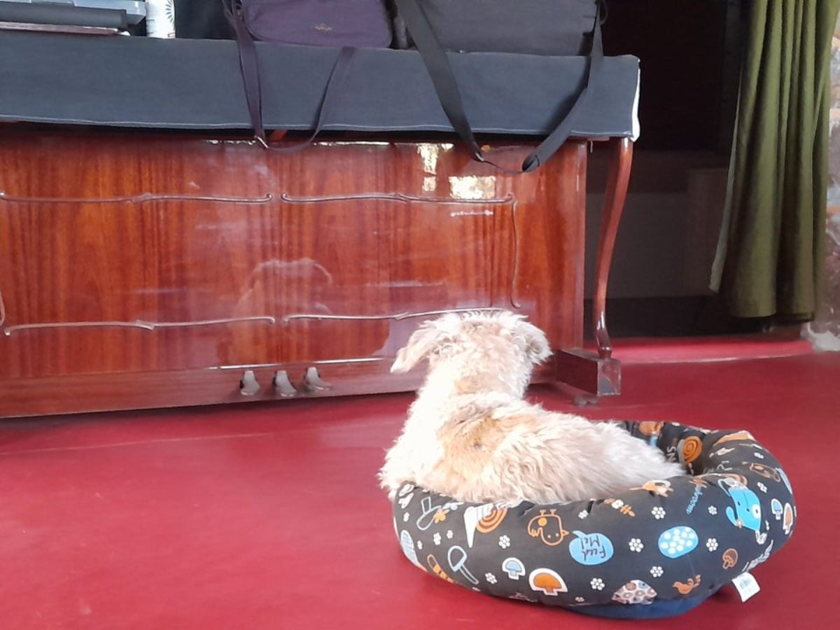 fluffy white dog laying in a brown orange and whtie patterened dog bed placed in front of a brown piano