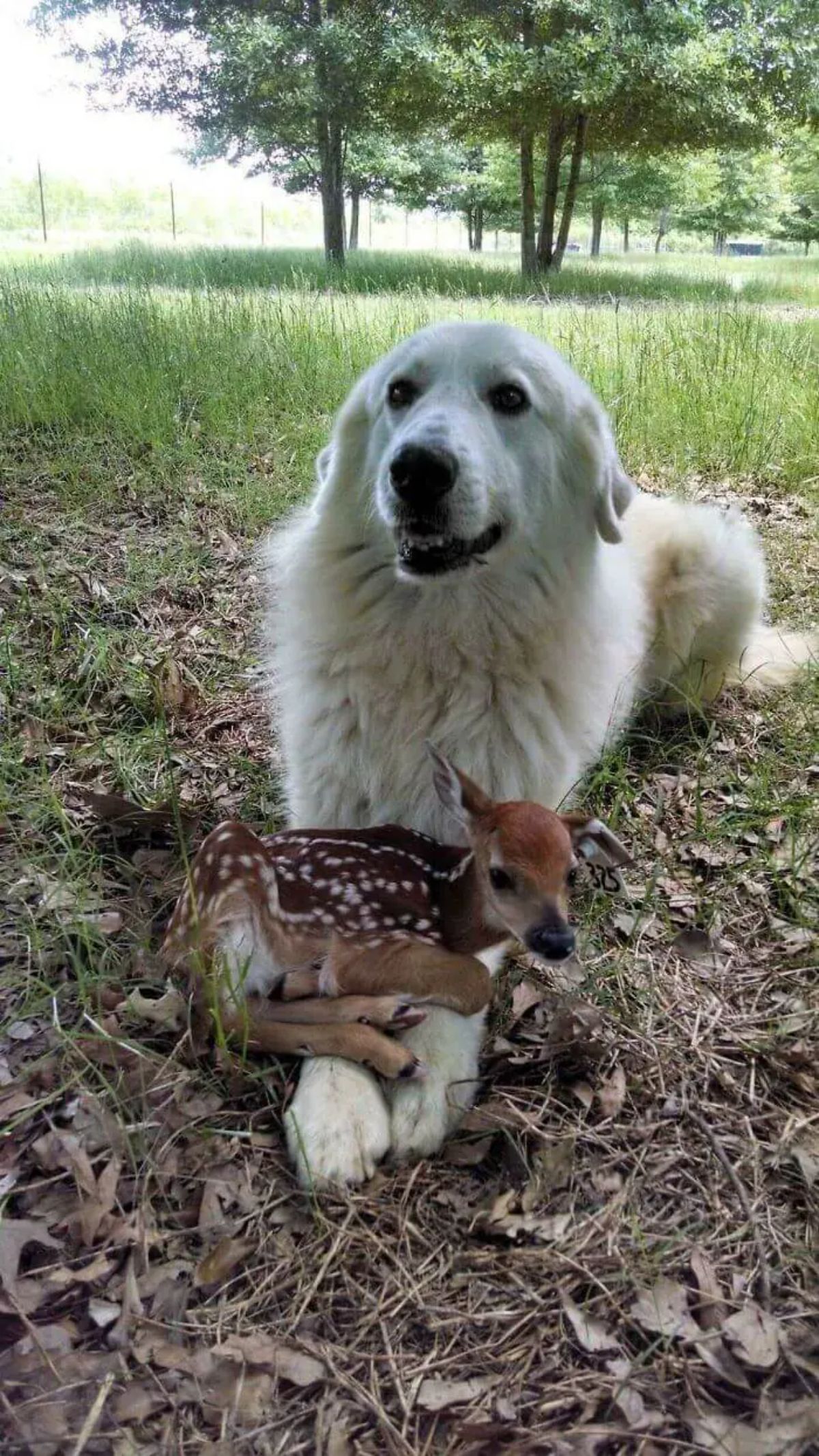 fluffy white dog laying on grass with a brown baby deer laying across the dog's outstretched paws