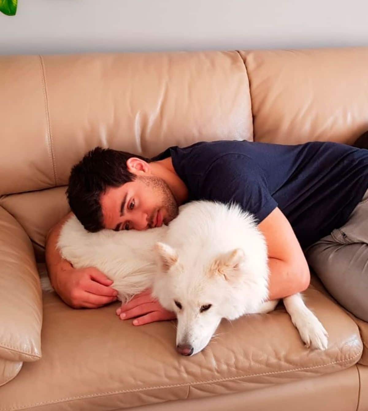 fluffy white dog on a brown sofa getting hugged by a man