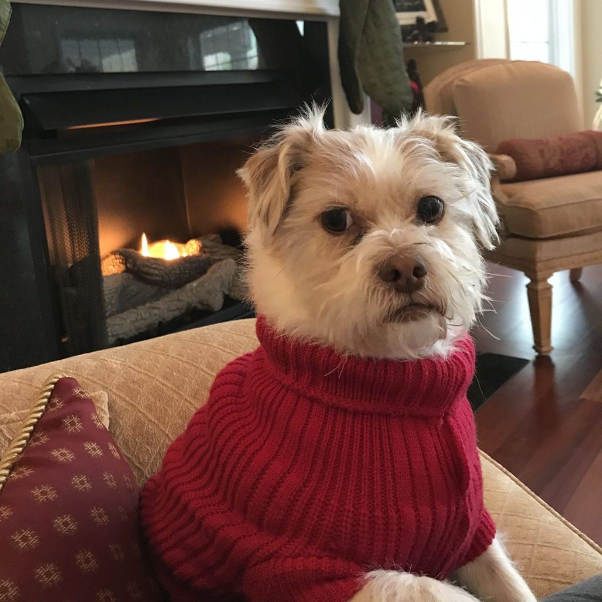 fluffy white dog sitting on a brown chair wearing a red sweater looking angry