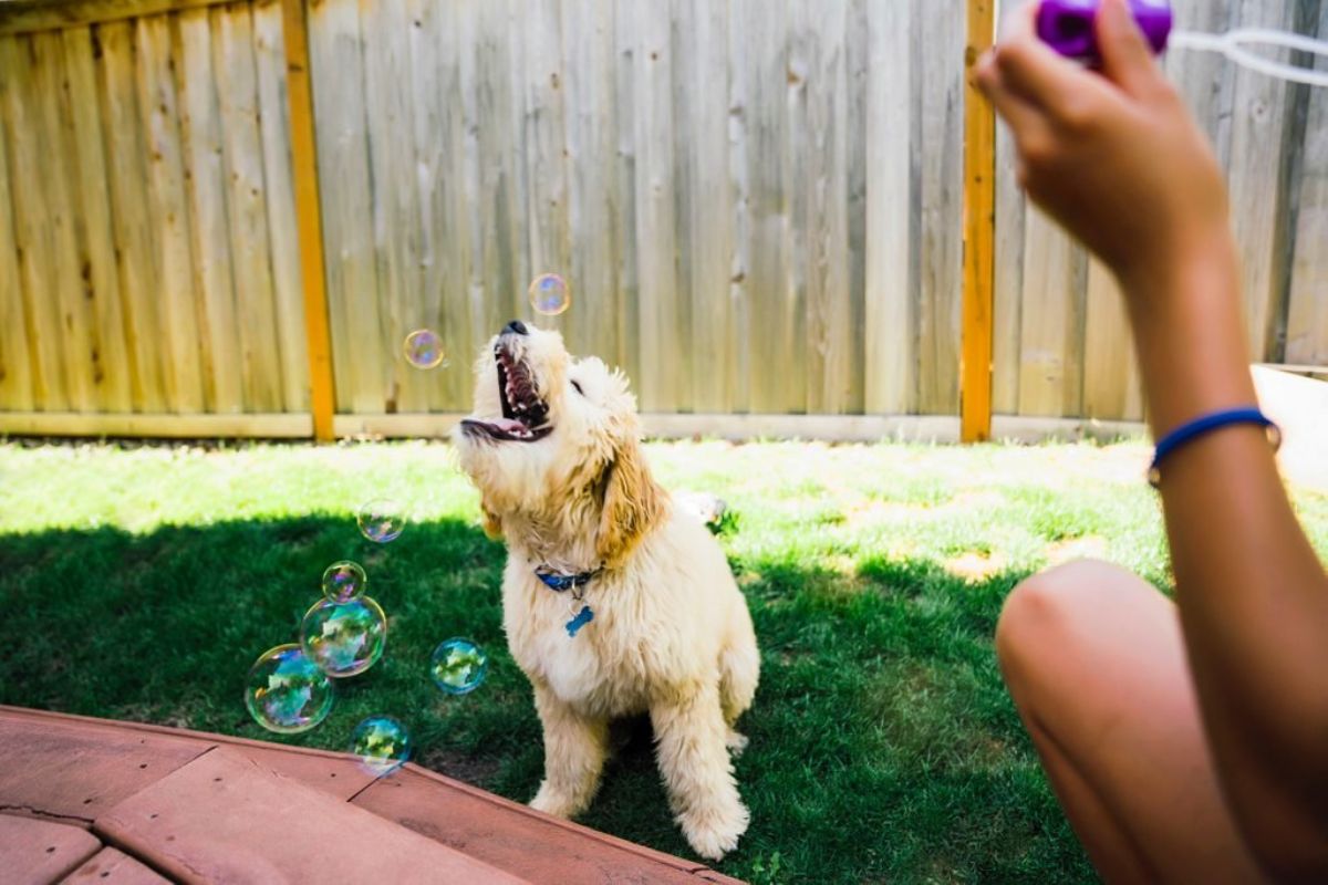 fluffy white dog sitting on grass trying to catch soap bubbles