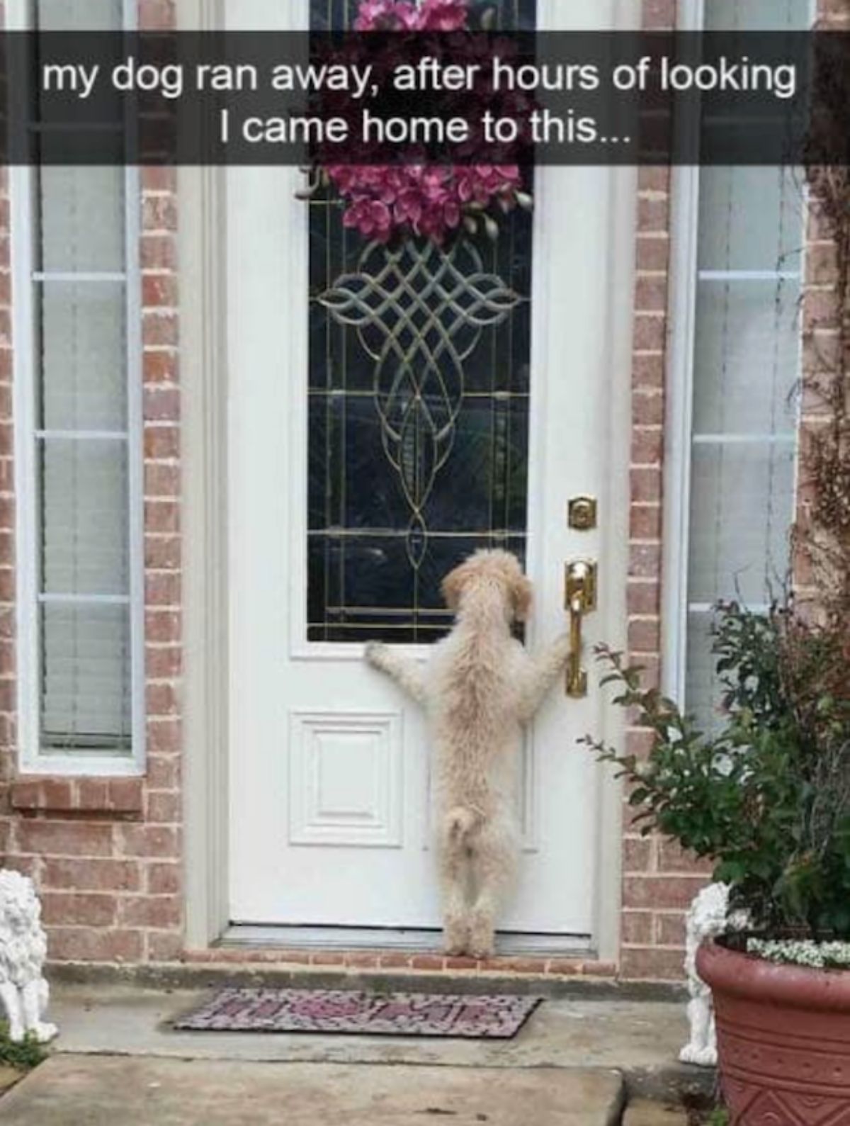 fluffy white dog standing on hind legs looking in through a front door with caption saying my dog ran away, after hours of looking I came home to this