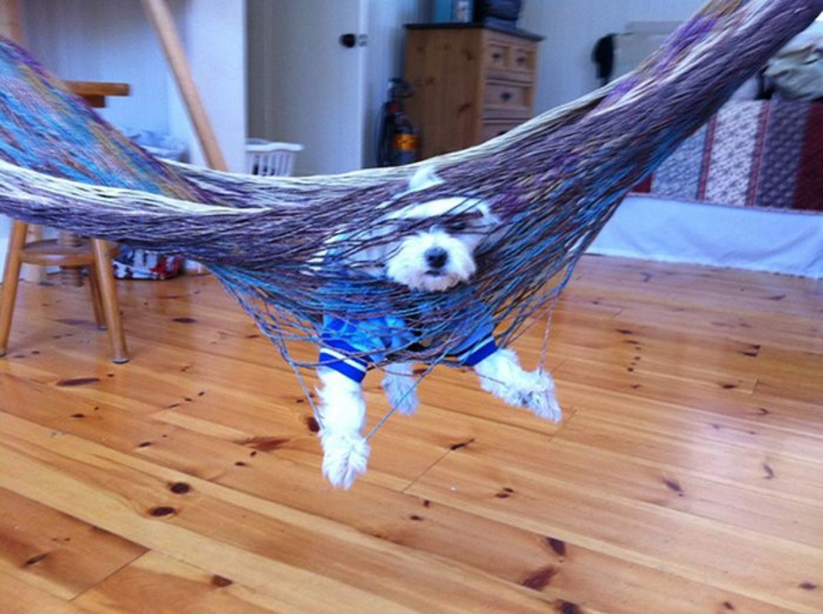 fluffy white dog wearing a blue shit stuck in hammock made of net