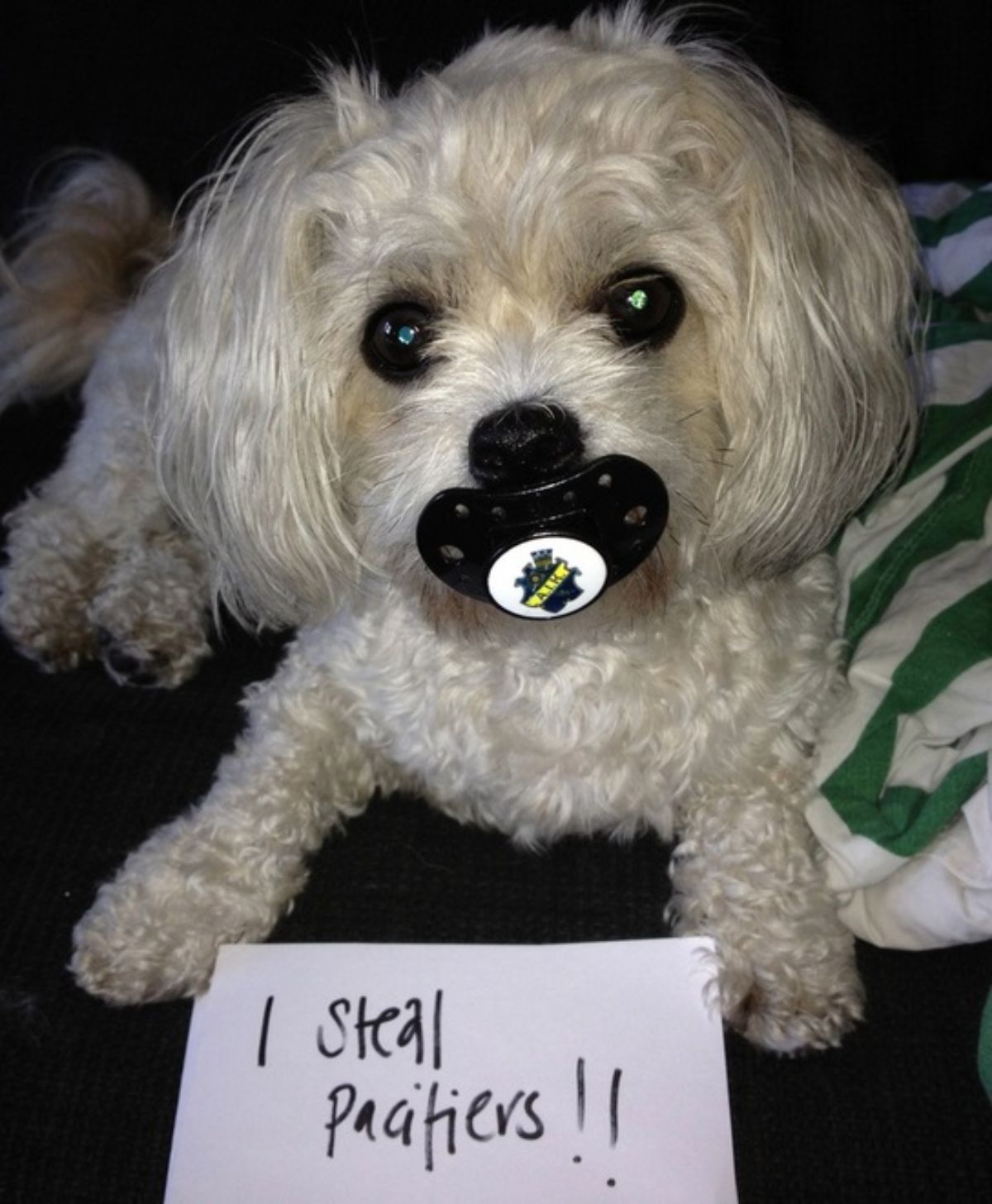 fluffy white dog with a black pacifier in its mouth with a note saying "I steal pacifiers!!"