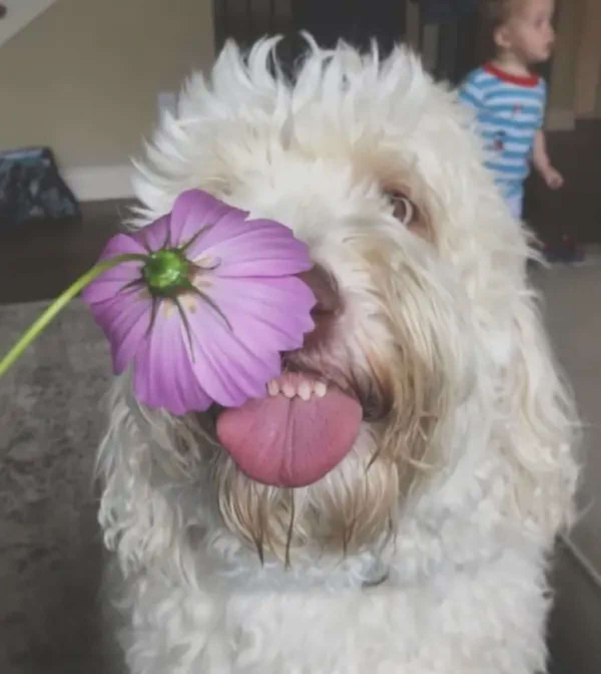 fluffy white dog with a purple flower on its nose