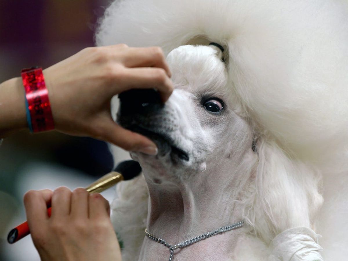 fluffy white poodle with someone holding the snout closed and a brush under the chin