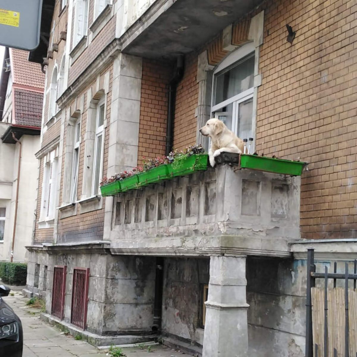 golden retriever hanging over a balcony next to green flower pots with flowers