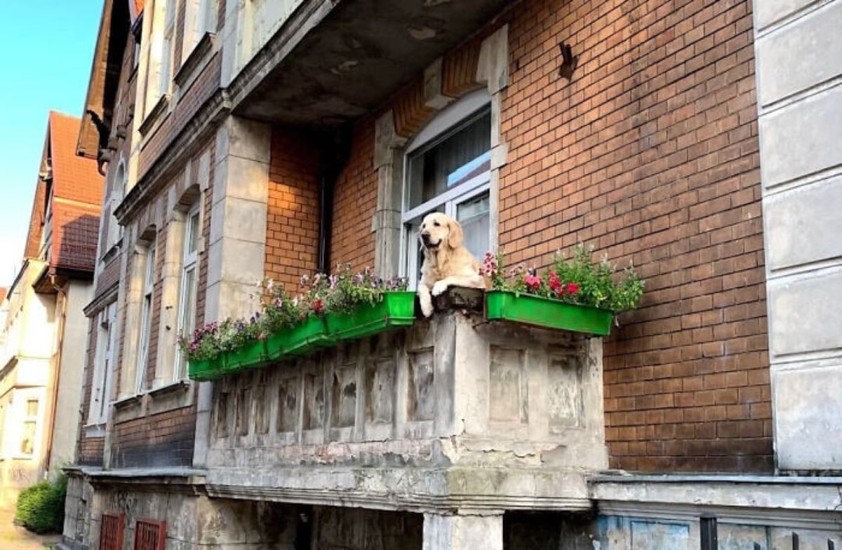 golden retriever hanging over a balcony next to green flower pots with pink flowers