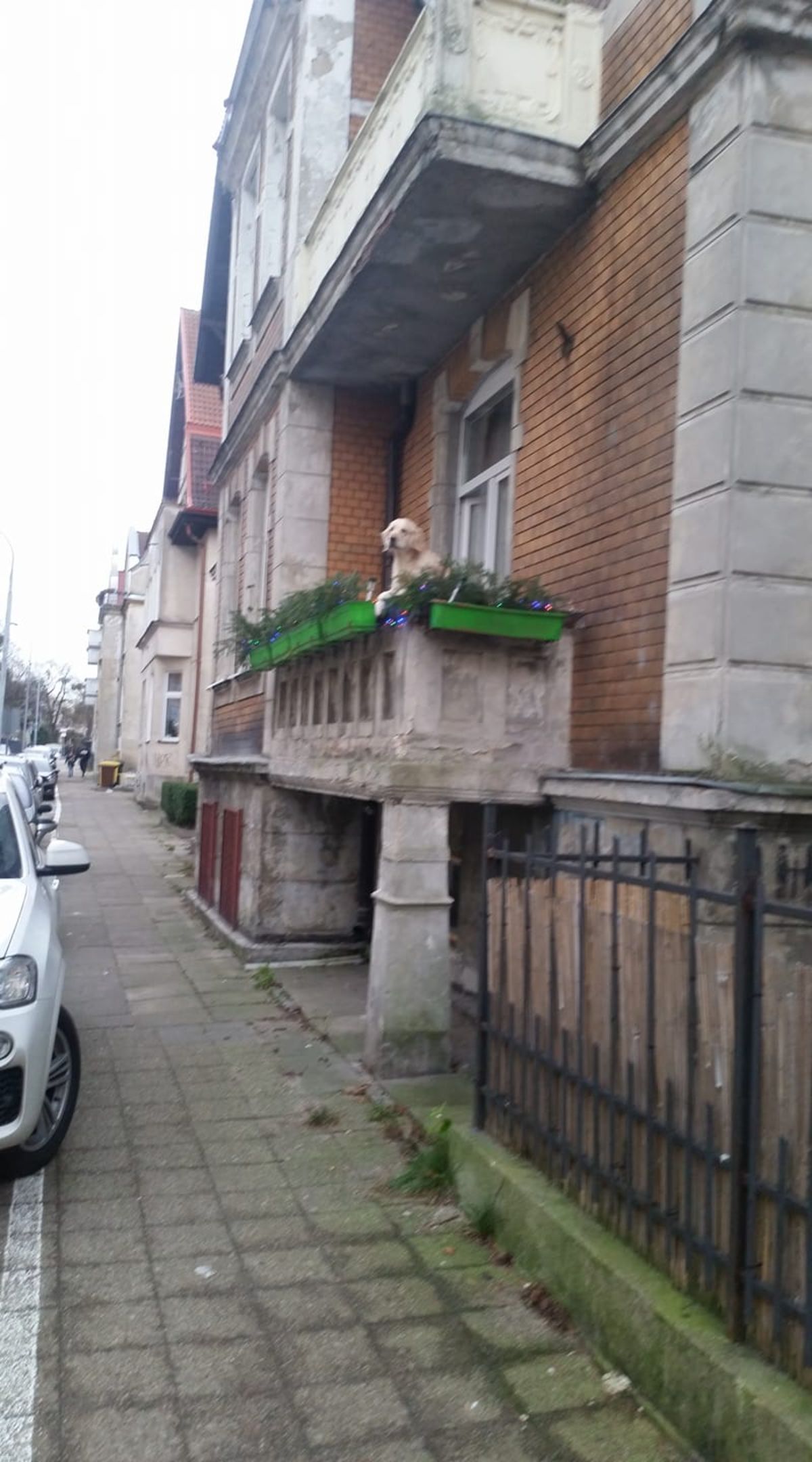 golden retriever hanging over a balcony with green plant pots
