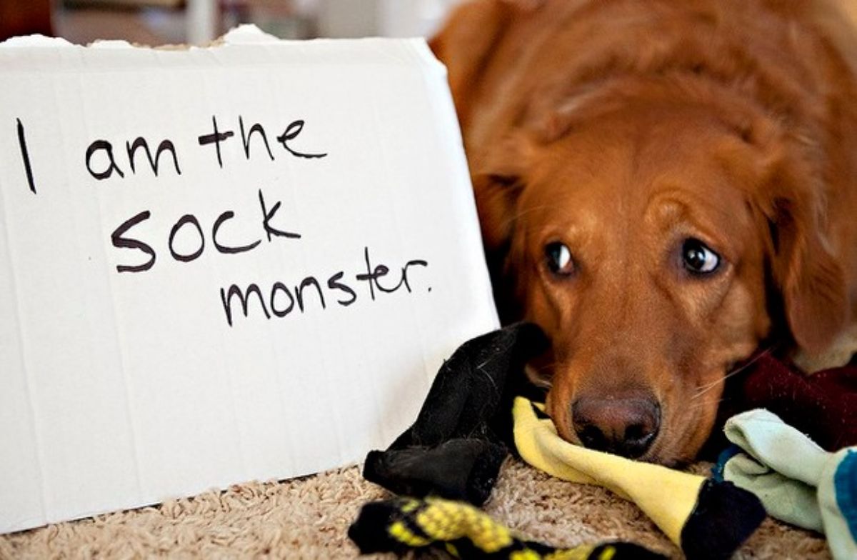 golden retriever laying on the floor next to some socks with a note saying "I am the sock monster"