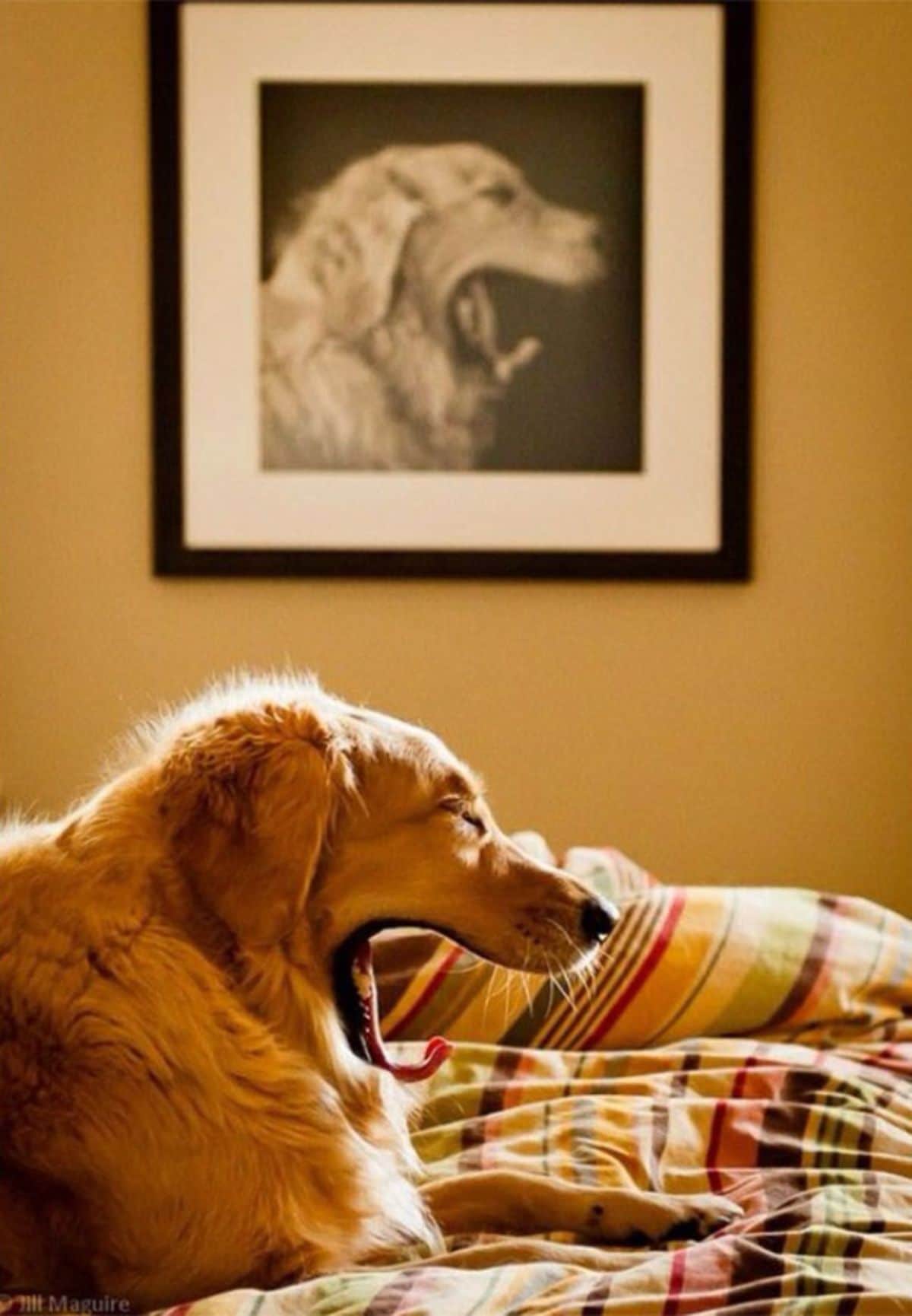 golden retriever on a bed yawning with the same epression on a golden retriever in a framed photo