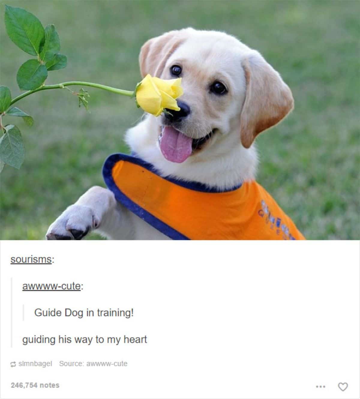 golden retriever puppy in orange and blue harness sniffing a yellow rose