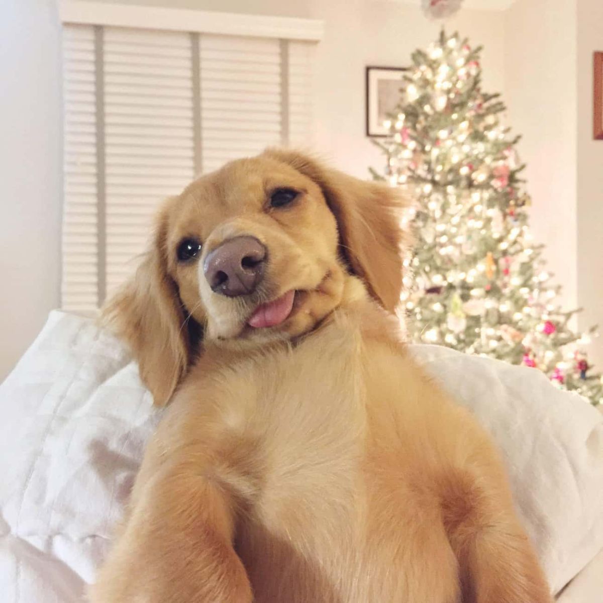 golden retriever puppy laying belly up on white blanket with tongue sticking out slightly