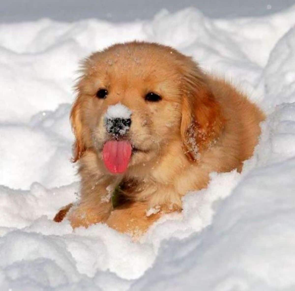 golden retriever puppy laying in snow with some snow on its nose